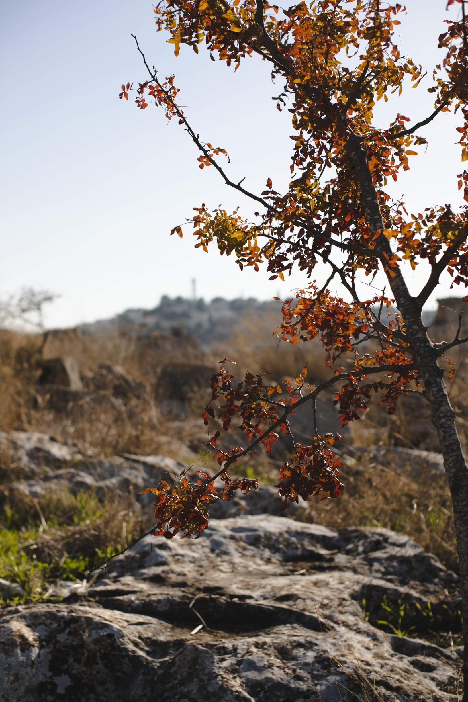 Gallery Leshem